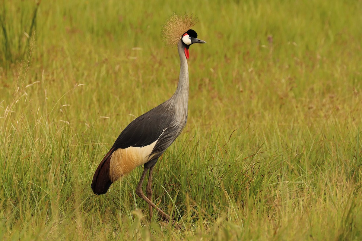 Gray Crowned-Crane - ML504837031