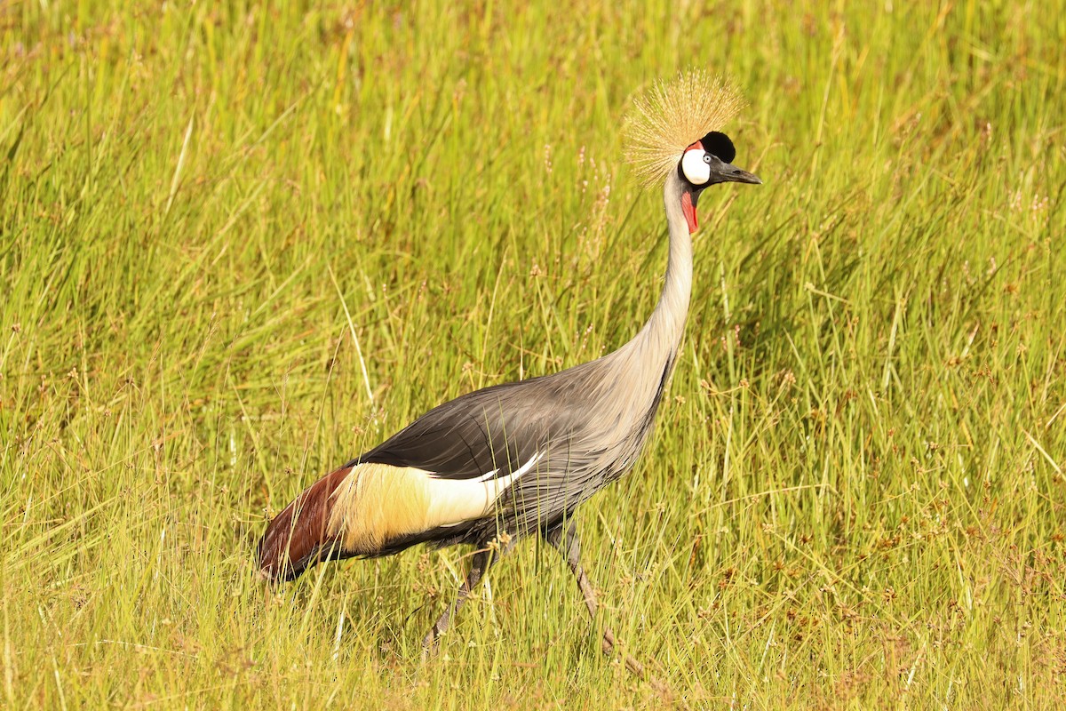 Gray Crowned-Crane - ML504837041