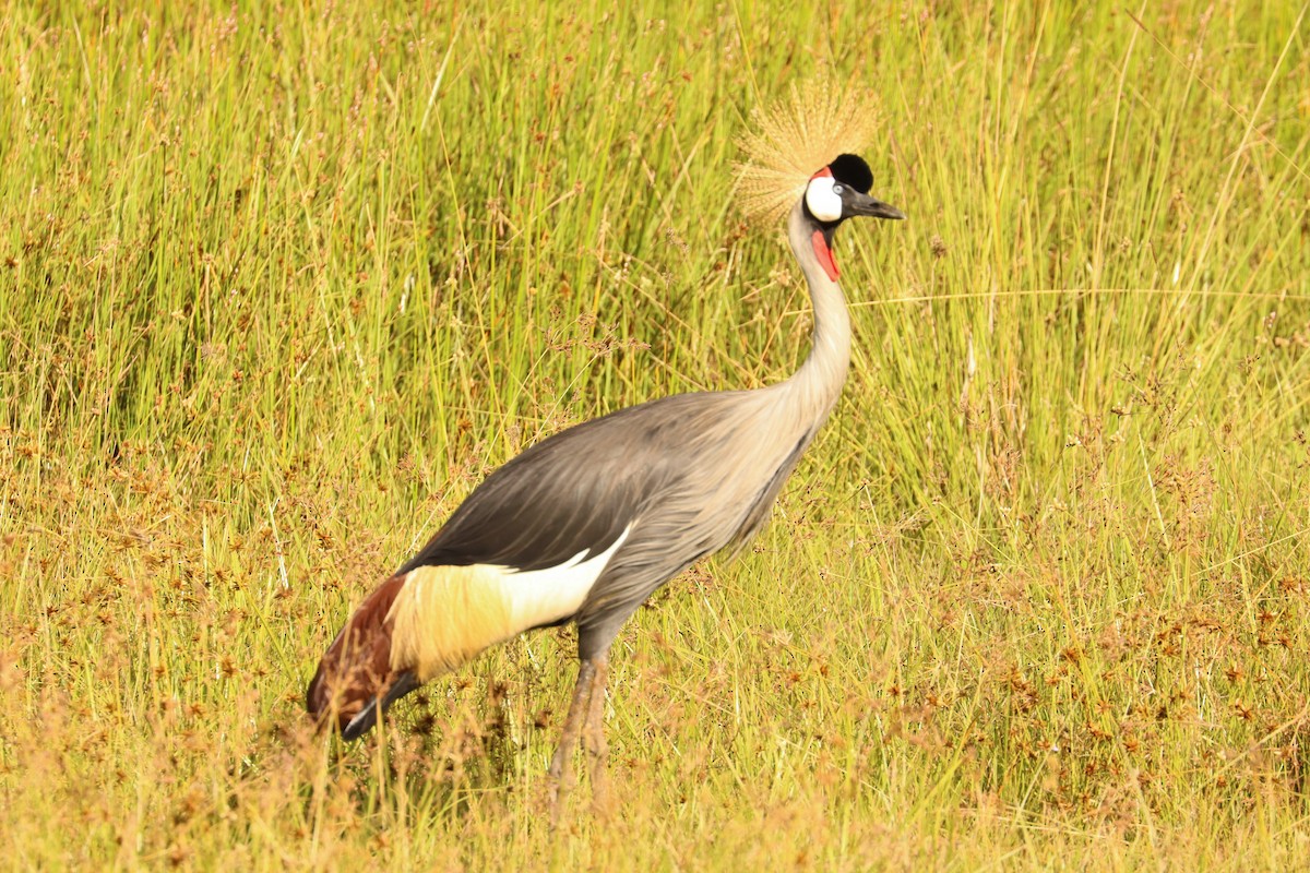 Gray Crowned-Crane - ML504837061