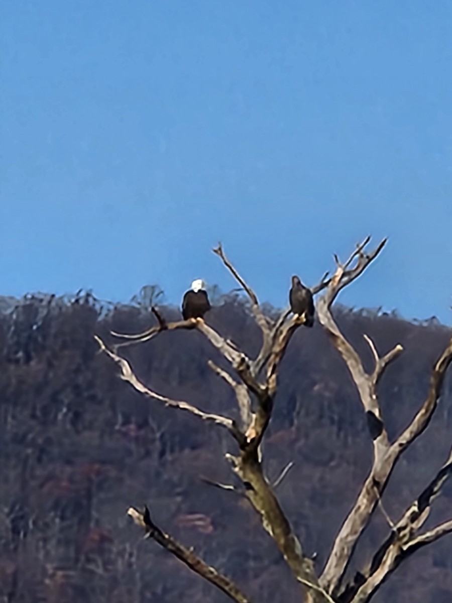 Bald Eagle - ML504837161