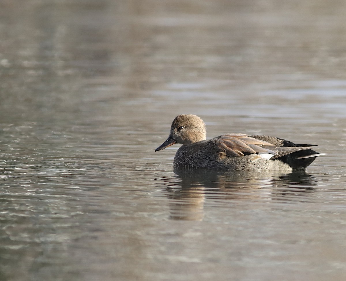 Gadwall - ML504837301