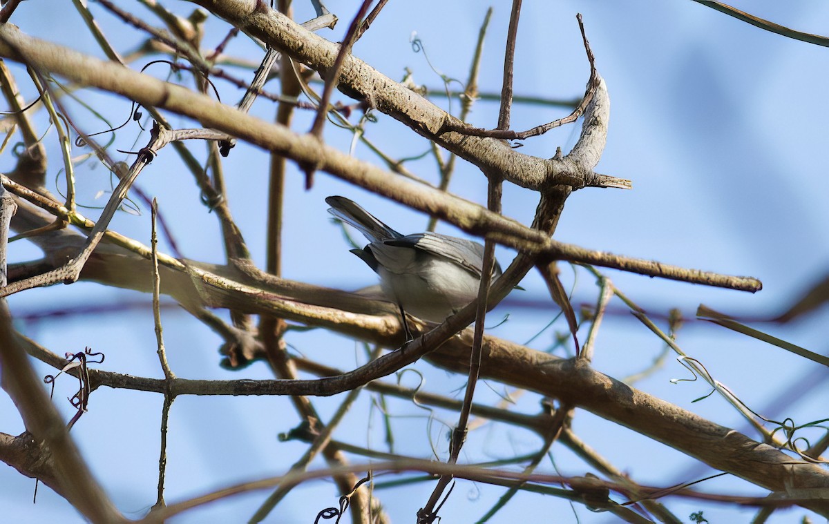 Blue-gray Gnatcatcher - ML504838511