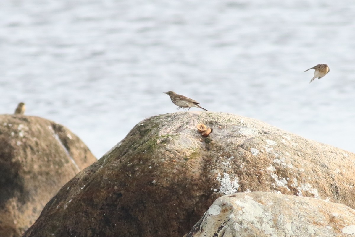 Water Pipit - ML504838571
