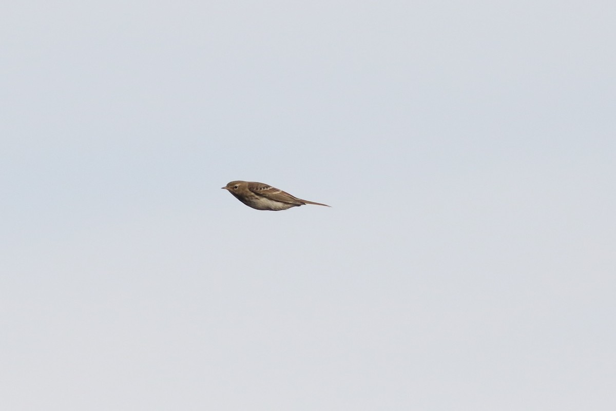 Water Pipit - ML504838591