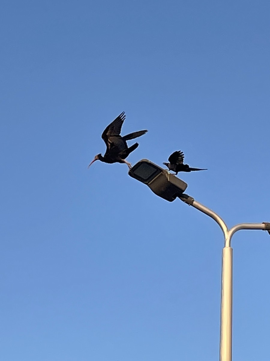 Northern Bald Ibis - Bill Hohenstein