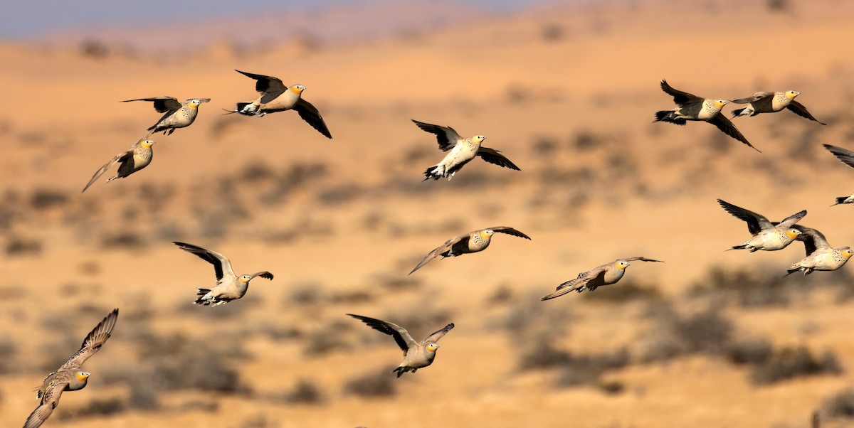 Spotted Sandgrouse - omer shechter