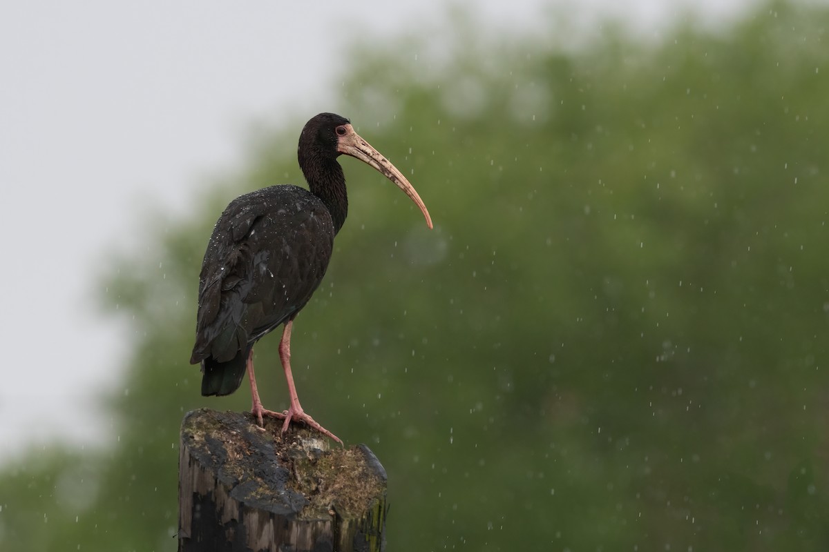 Ibis à face nue - ML504840711