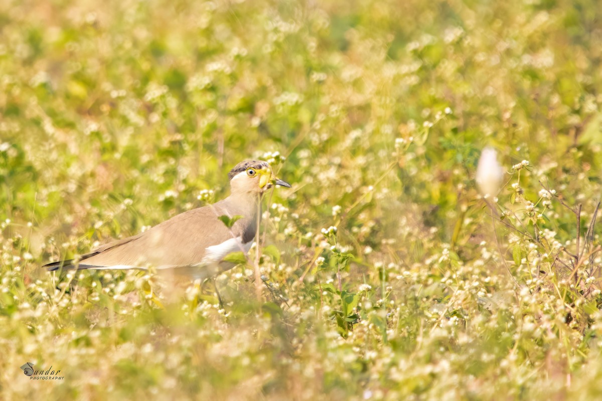 Yellow-wattled Lapwing - ML504840931