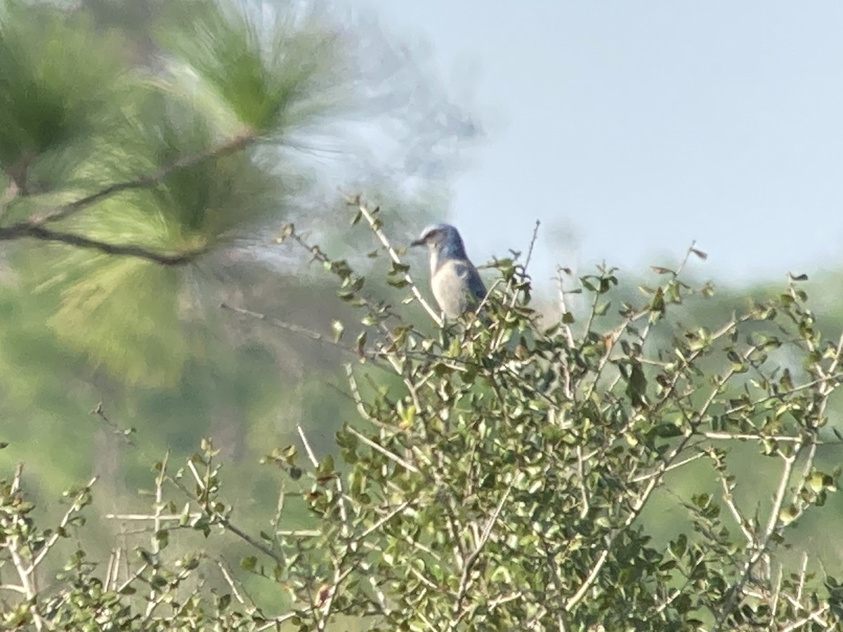 Florida Scrub-Jay - ML504842301