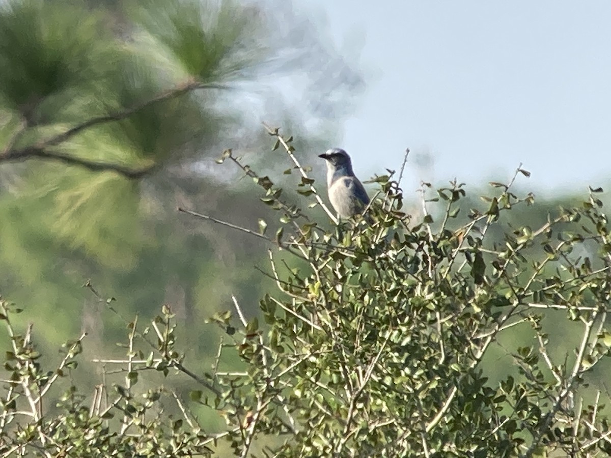 Florida Scrub-Jay - ML504842311