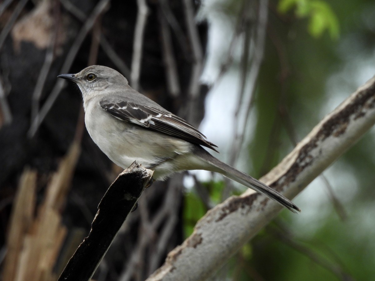 Northern Mockingbird - ML504844381