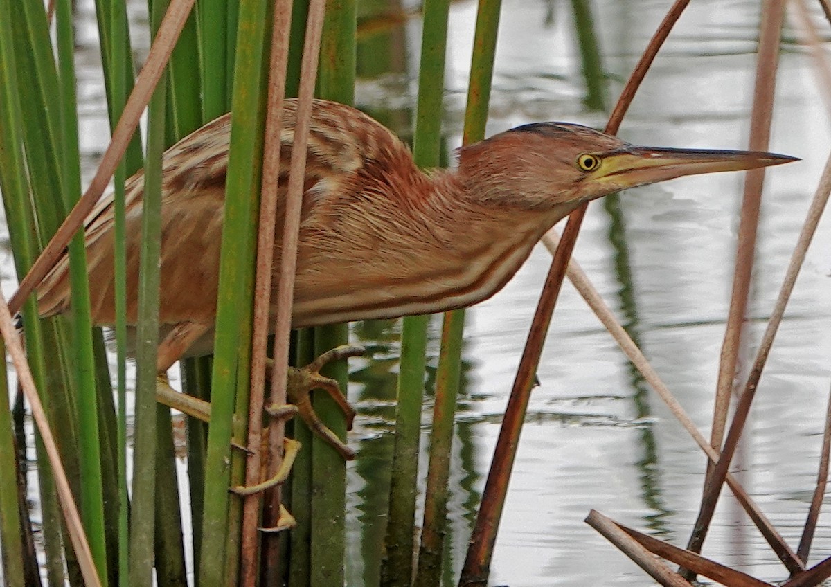 Yellow Bittern - ML504846011