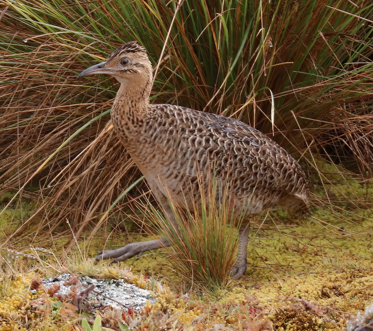 ニシアカバネシギダチョウ - ML504846181