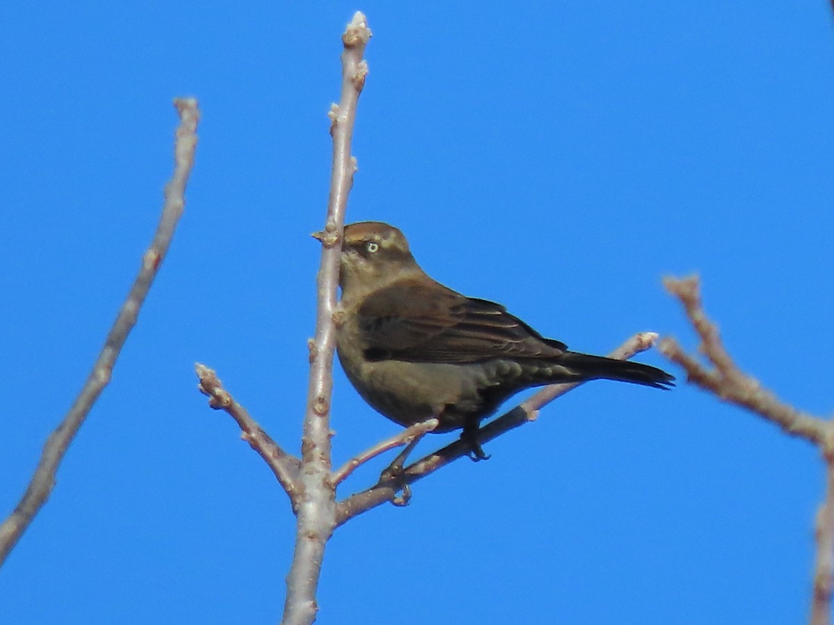 Roststärling - ML504848741