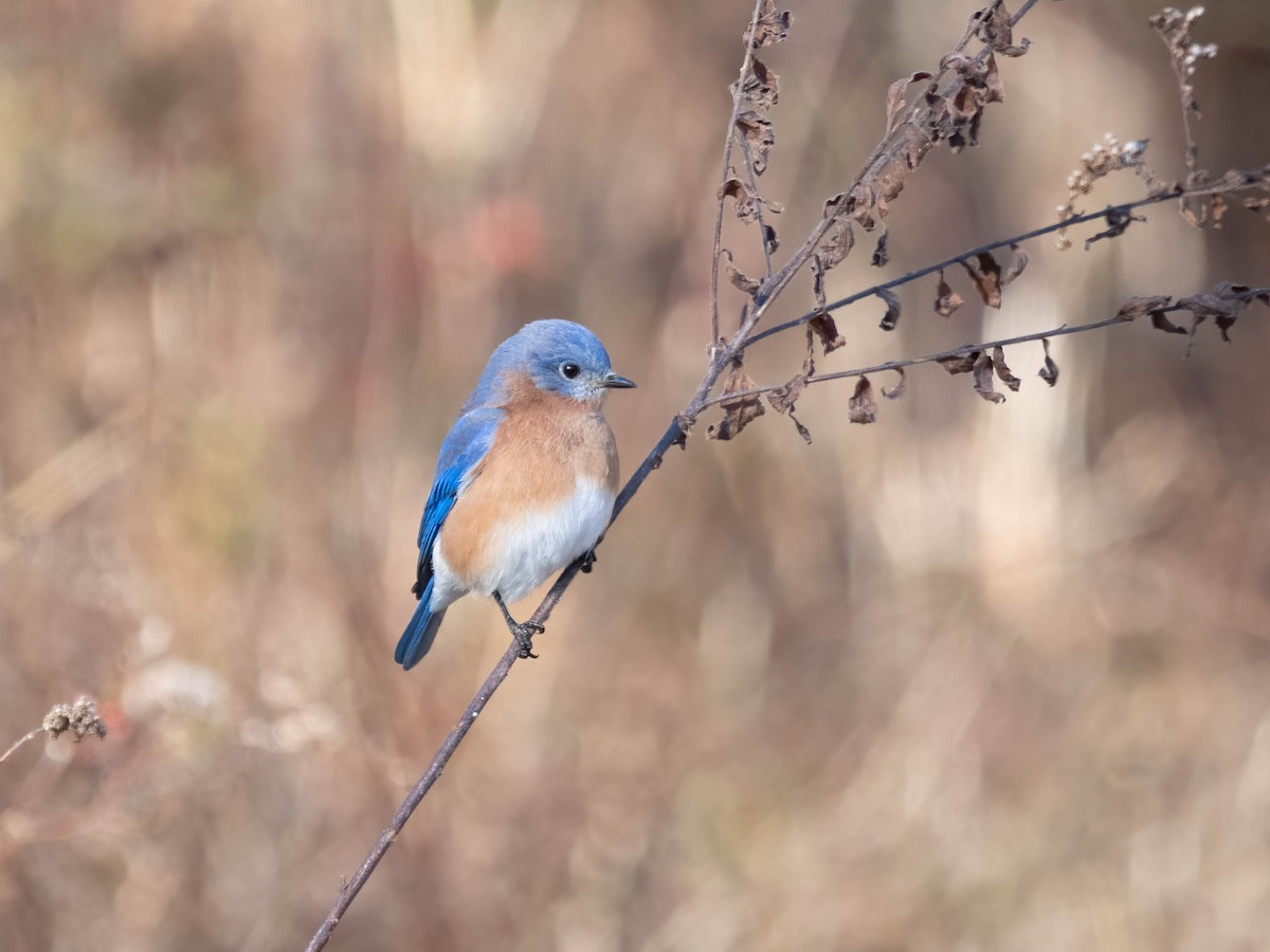 Eastern Bluebird - ML504848821