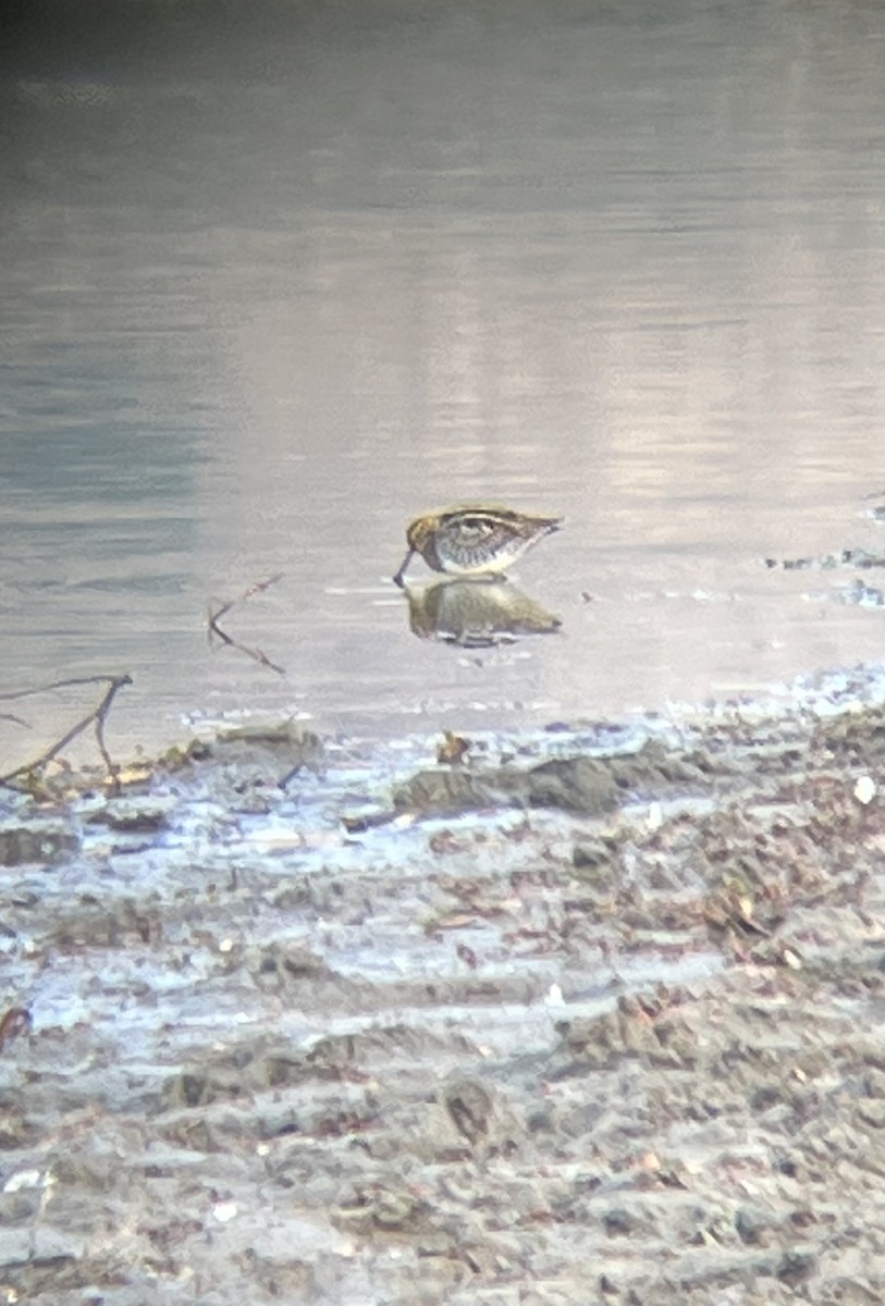 Wilson's Snipe - ML504848951