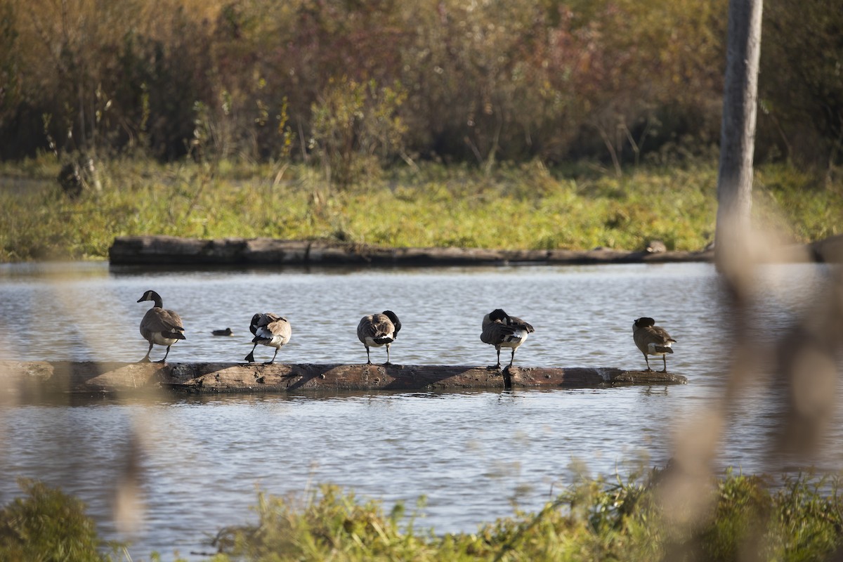 Canada Goose - Brent Angelo