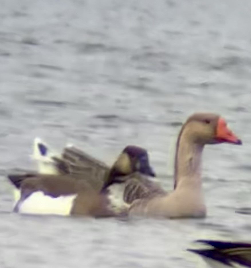 tamgås (domestisert Anser sp.) x kanadagås (hybrid) - ML504850421