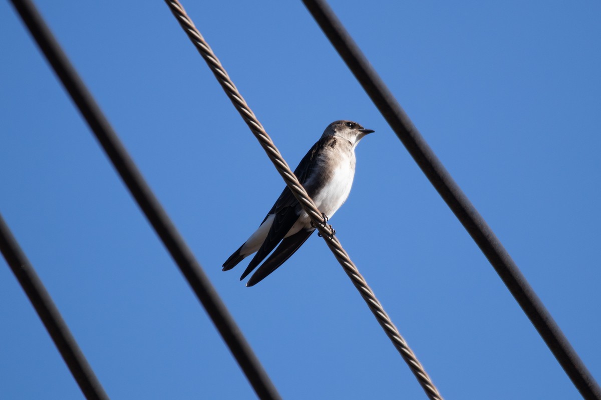 Brown-chested Martin - ML504850941