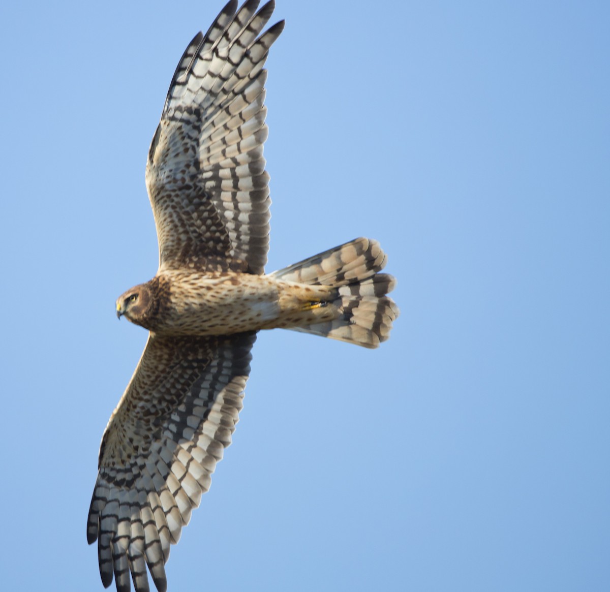 Northern Harrier - ML504851721