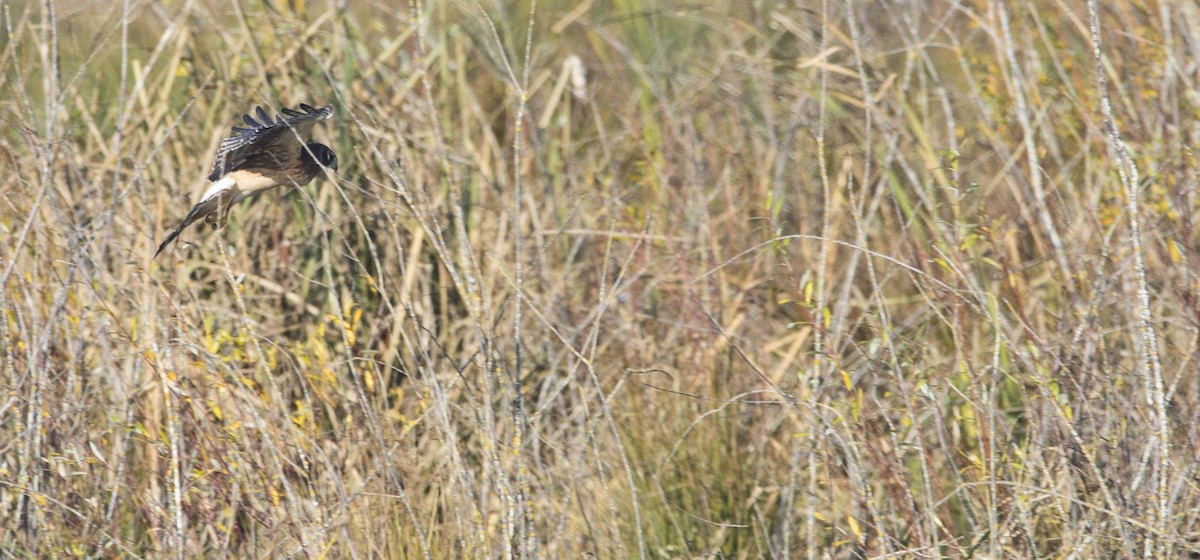 Northern Harrier - ML504851741