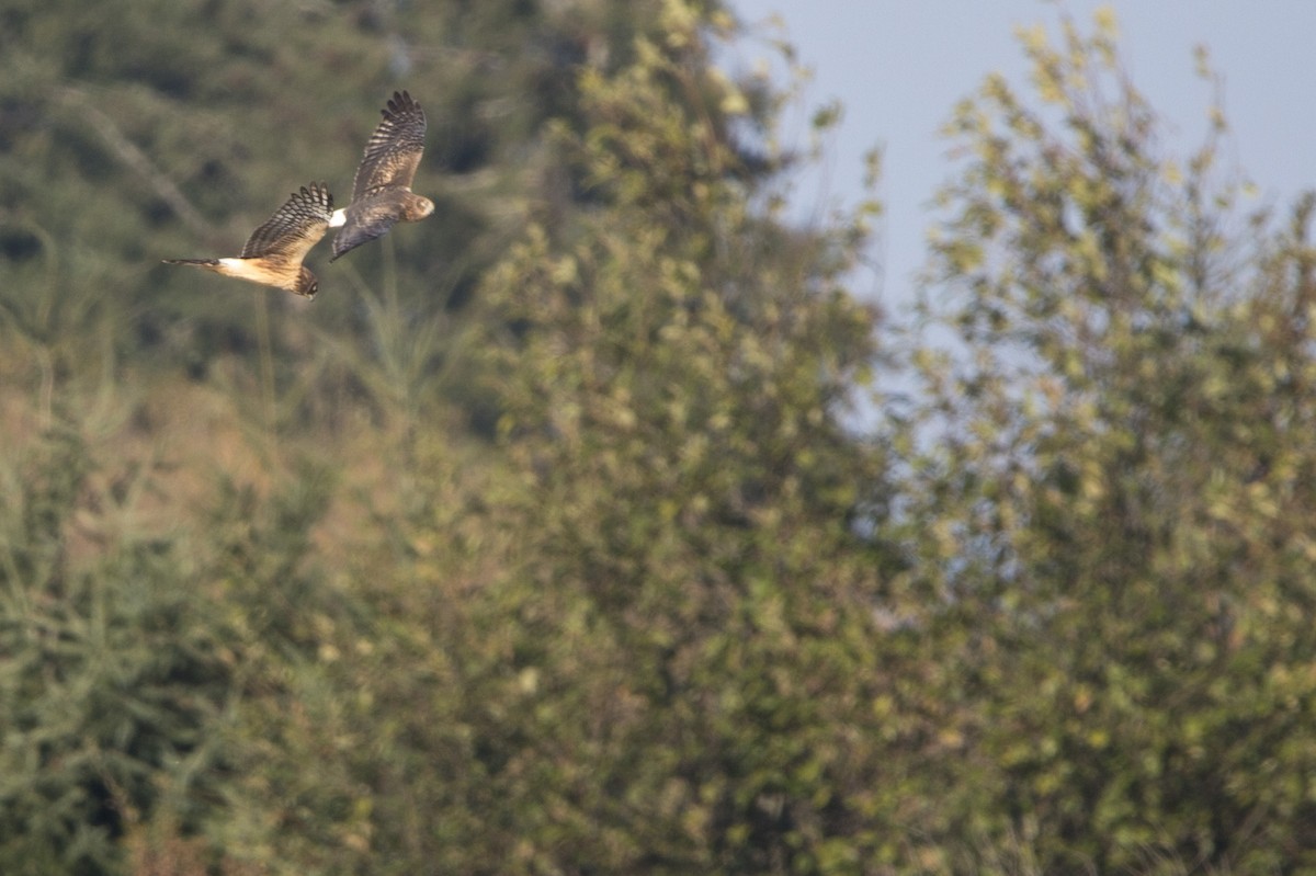 Northern Harrier - ML504851761