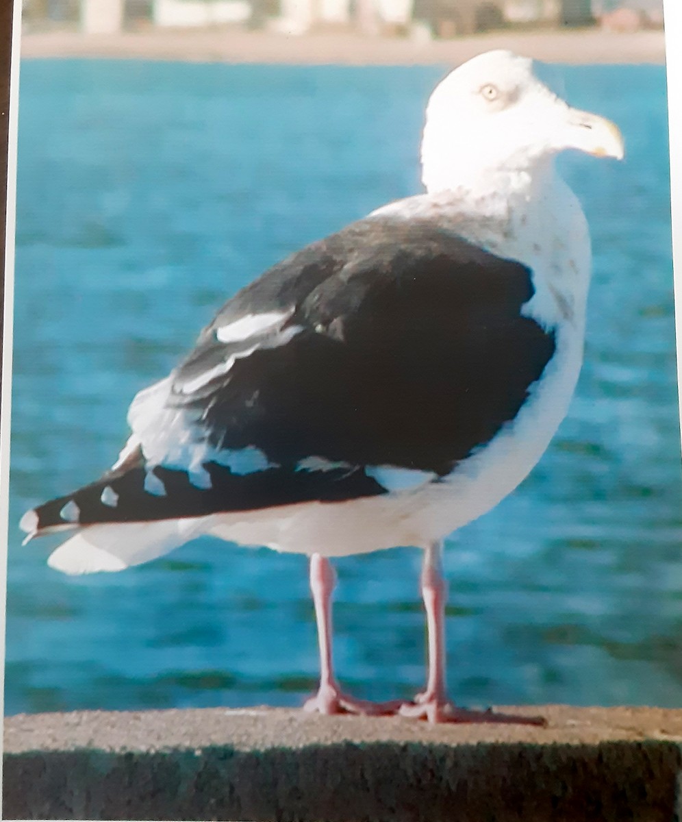 Gaviota de Kamchatka - ML504852021