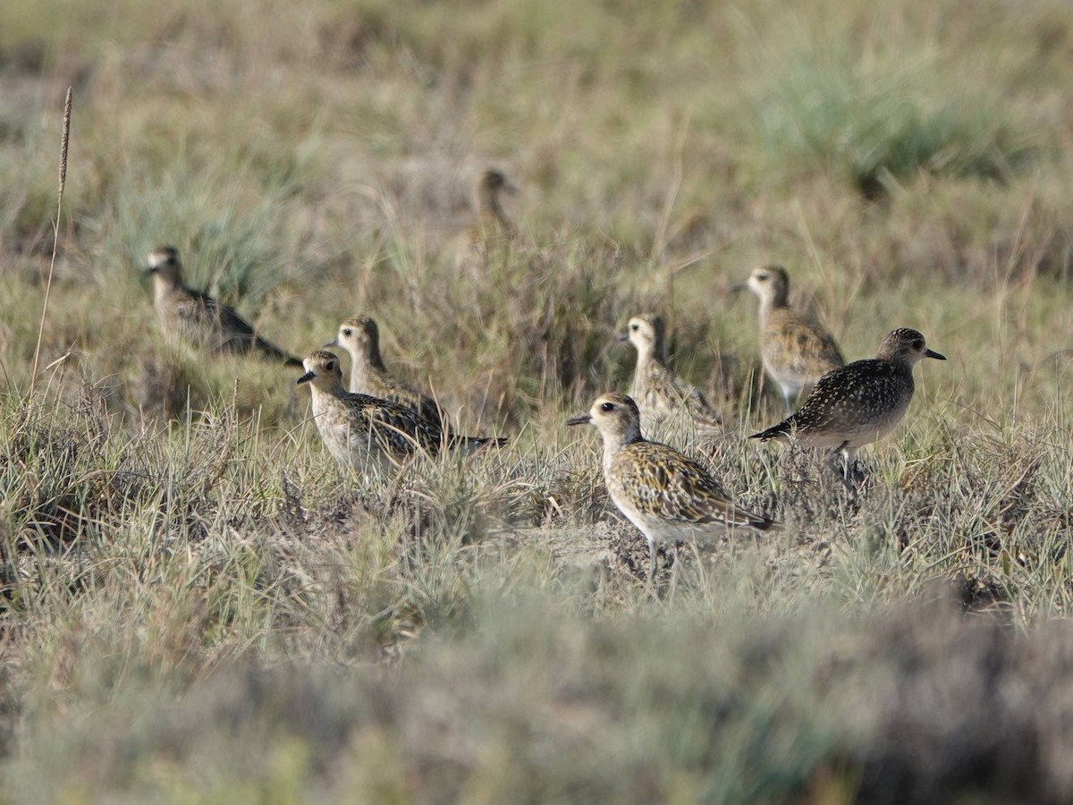 Pacific Golden-Plover - David Astins