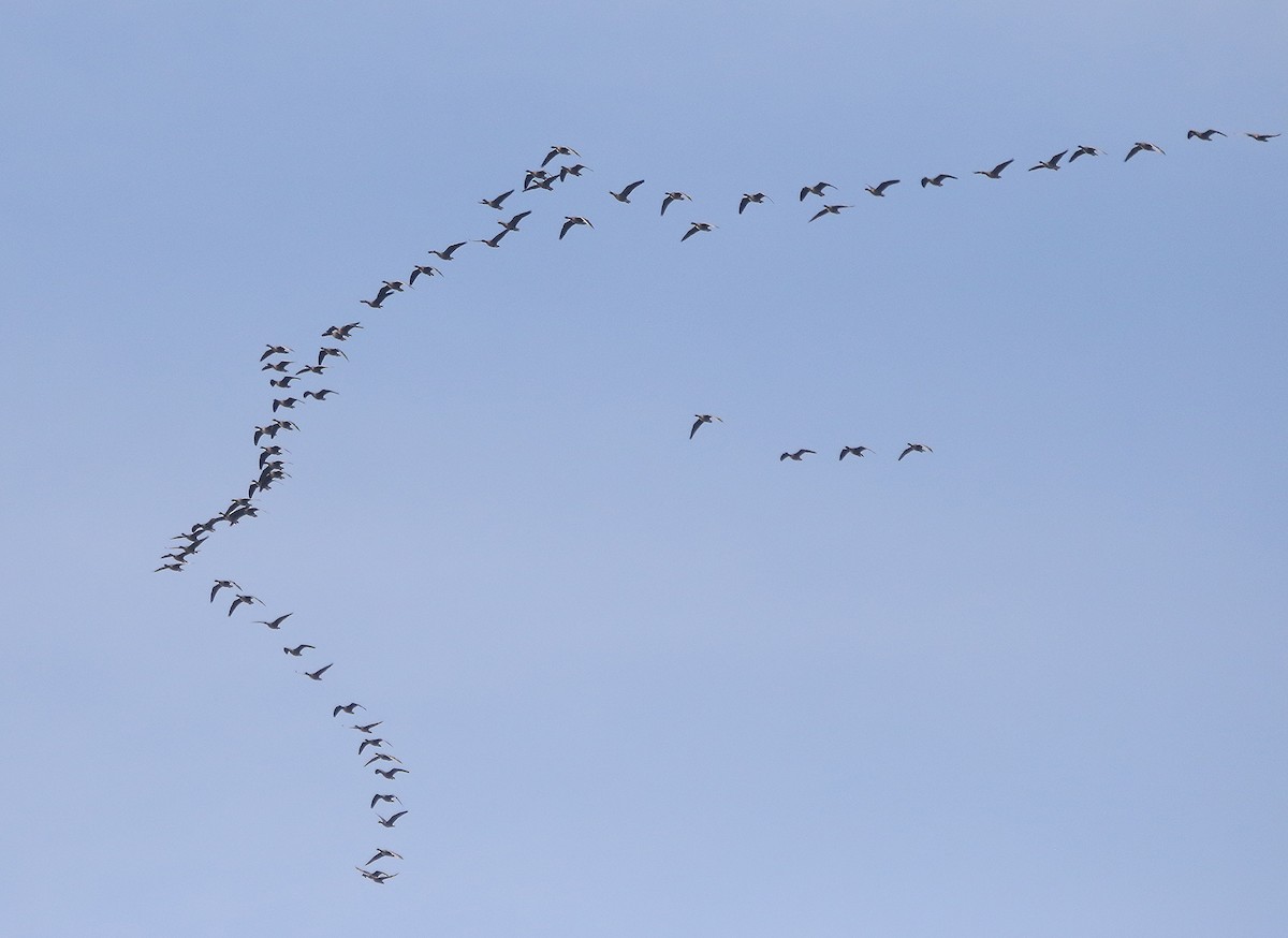 Pink-footed Goose - ML504852141