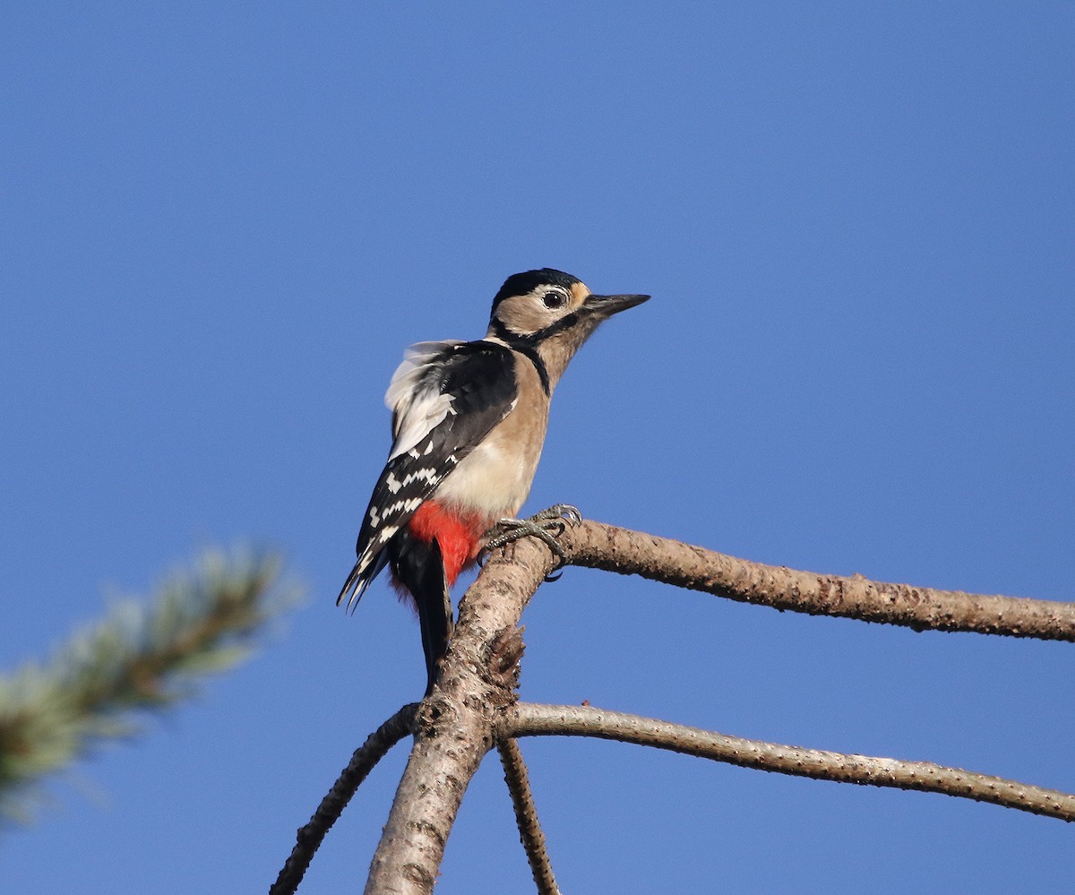Great Spotted Woodpecker - ML504852361