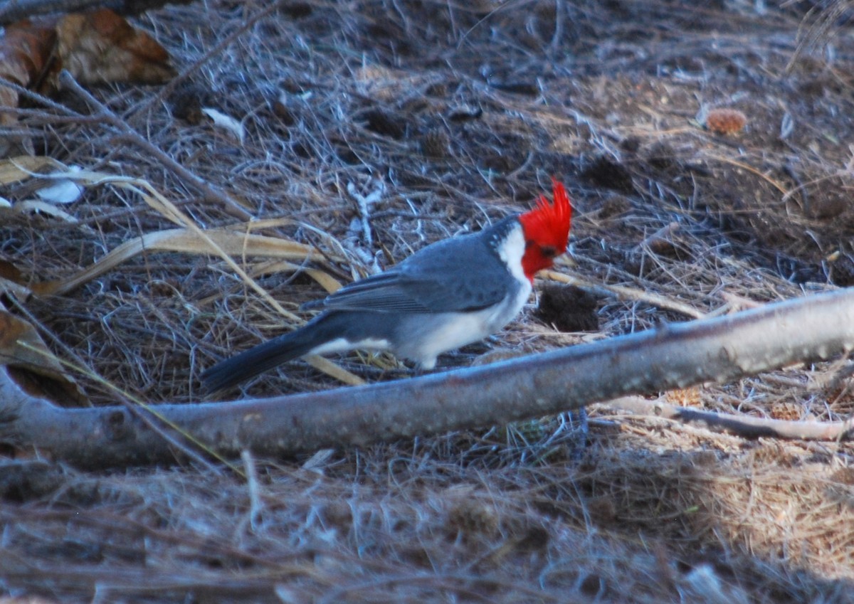 Red-crested Cardinal - ML504852501