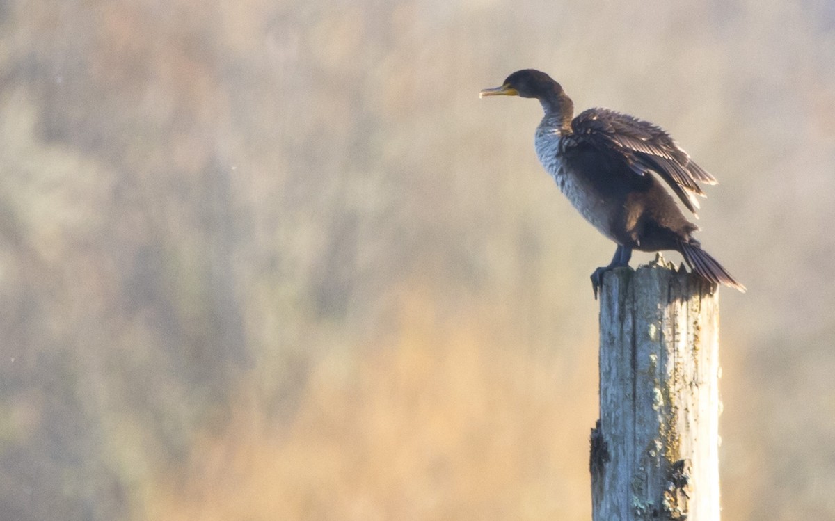 Double-crested Cormorant - Brent Angelo