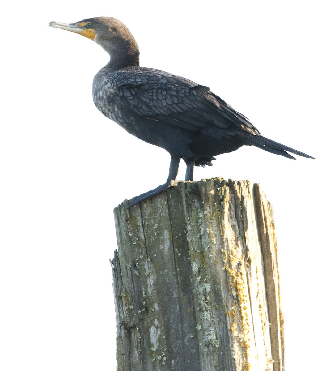 Double-crested Cormorant - ML504853041