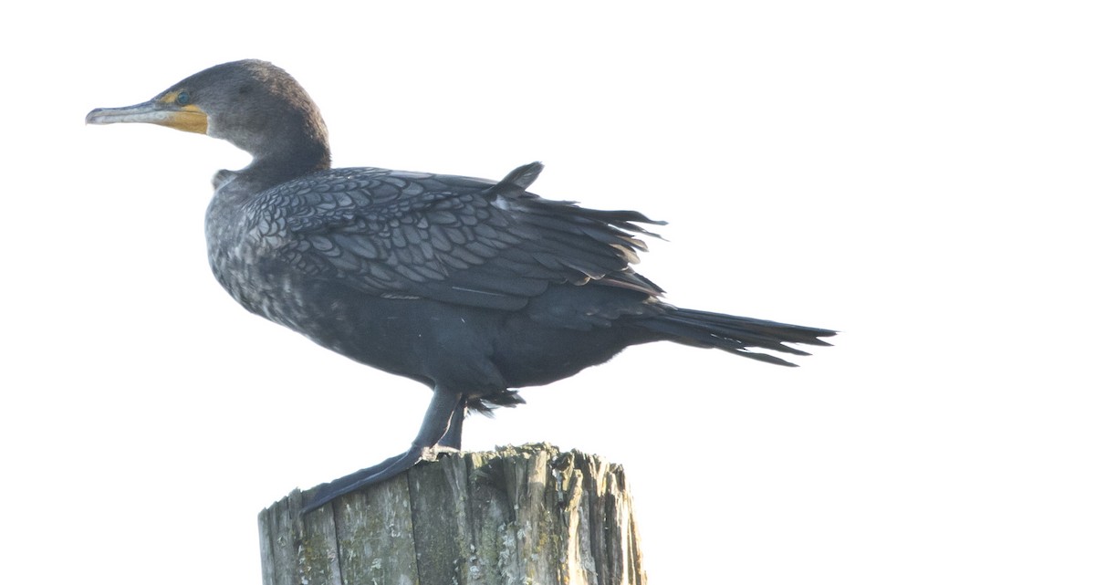 Double-crested Cormorant - Brent Angelo