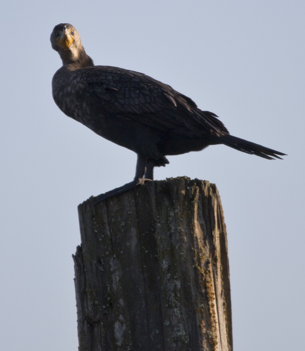 Double-crested Cormorant - Brent Angelo