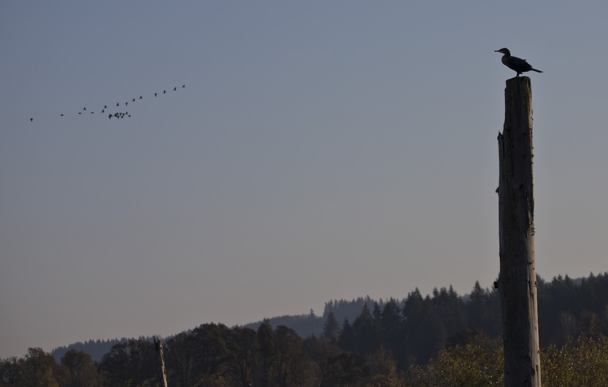 Double-crested Cormorant - ML504853121