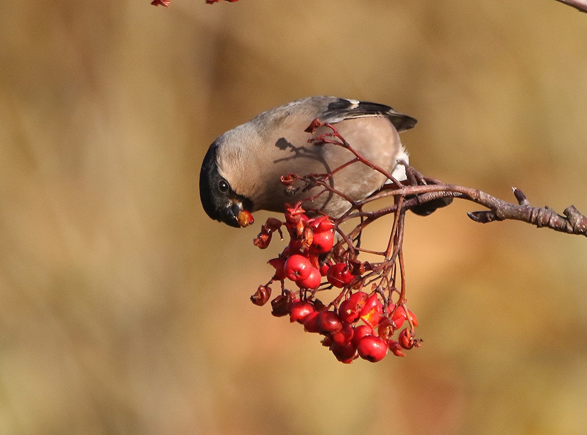 Eurasian Bullfinch - ML504853161