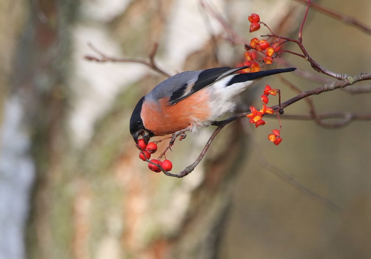 Eurasian Bullfinch - ML504853271