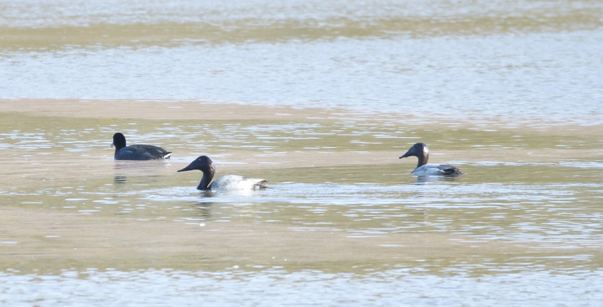 Canvasback - ML504853681