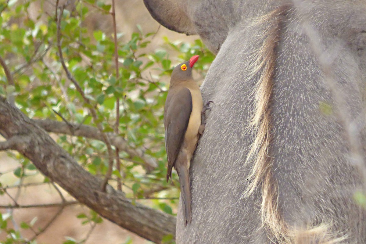 Red-billed Oxpecker - ML504853951