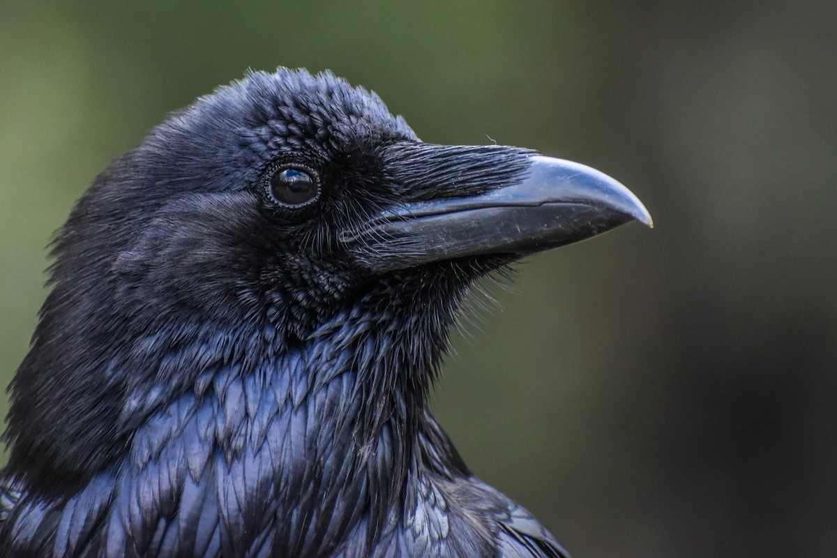 Common Raven - ML504855011