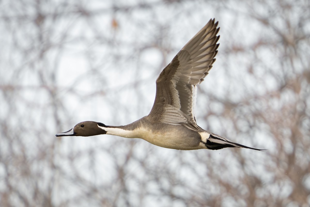 Northern Pintail - Darren Clark