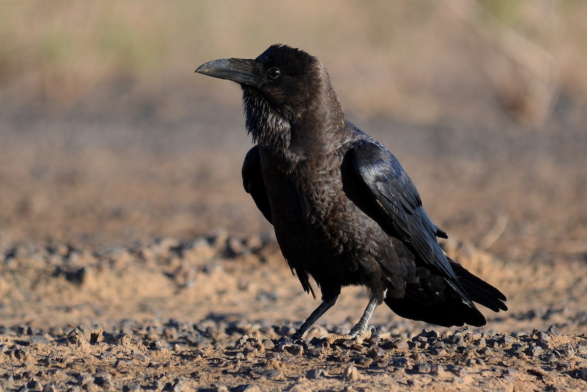 Brown-necked Raven - ML504855291