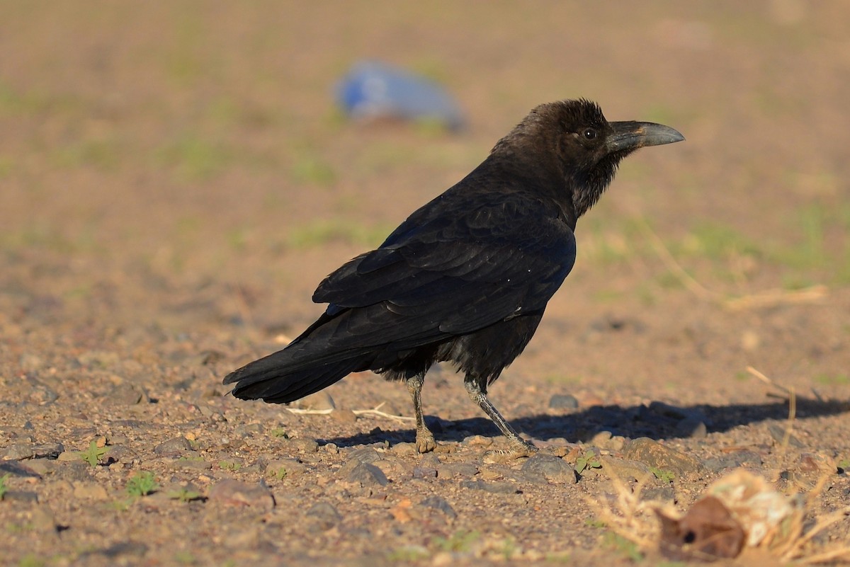 Brown-necked Raven - ML504855351