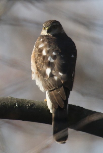 Sharp-shinned Hawk - ML504855511