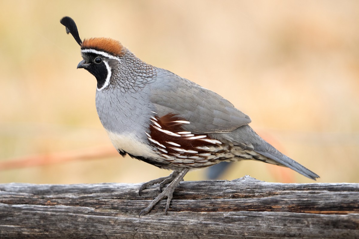 Gambel's Quail - ML504856101