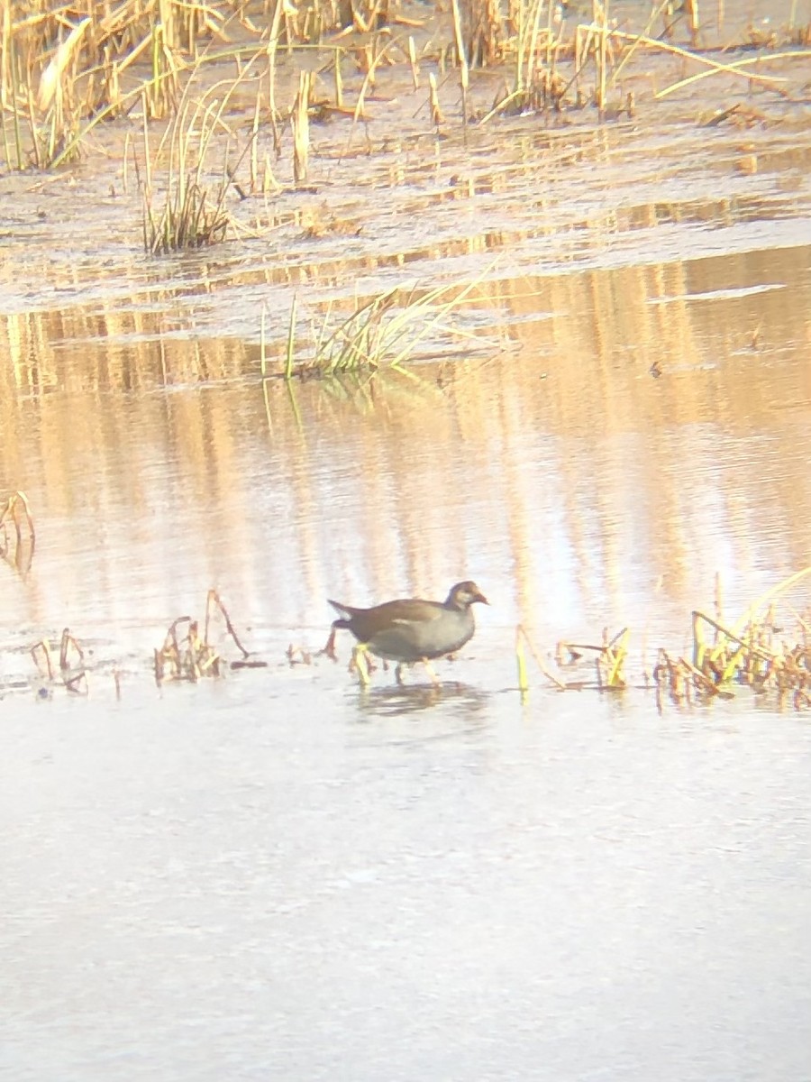 Common Gallinule - Joanna Close