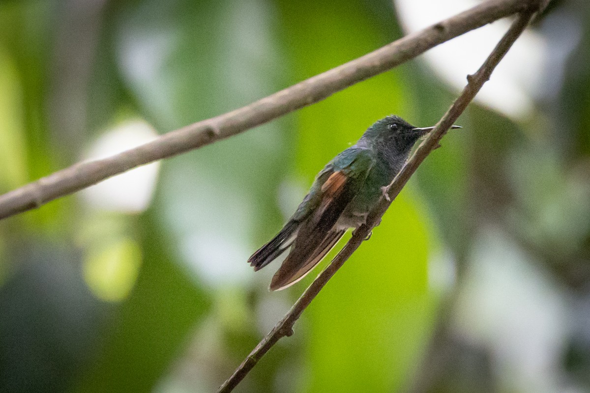 Stripe-tailed Hummingbird - Susan Brickner-Wren