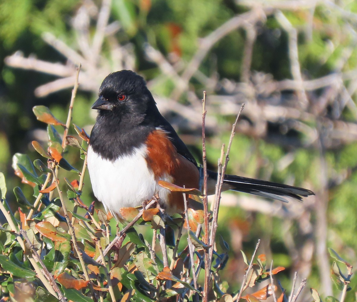 Eastern Towhee - ML504857671