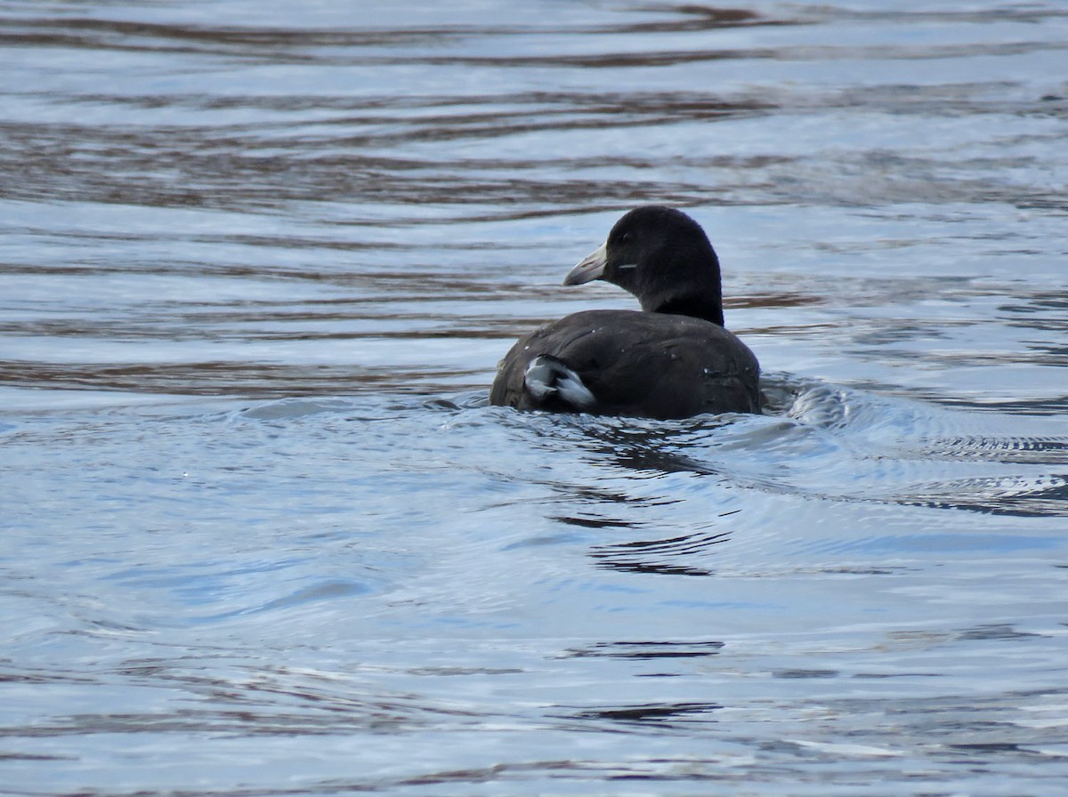 American Coot - ML504857691